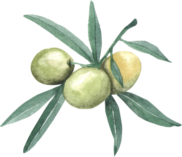 Olive Branch Watercolor Illustration. Watercolour Olives